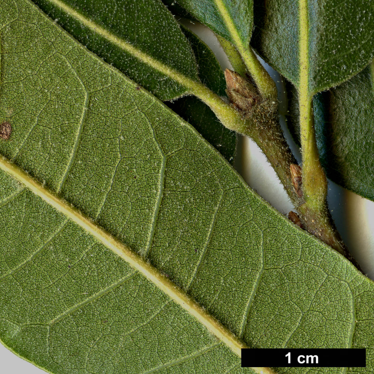 High resolution image: Family: Fagaceae - Genus: Quercus - Taxon: ×filialis (Q.phellos × Q.velutina)